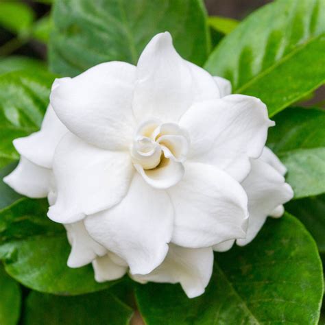 gardenia fragrance description.